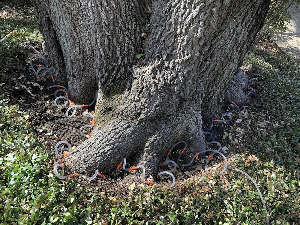Detailed Tree Cabling and Bracing job site in Oceanport